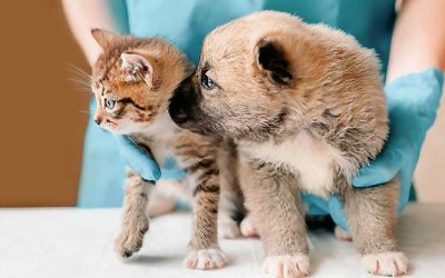 Los 8 beneficios de desparasitar a tu mascota: Razones para priorizar su salud