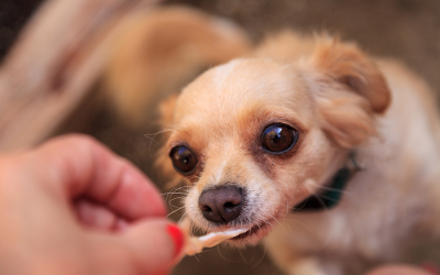 7 razones clave para desparasitar a tu mascota