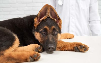 Parásitos intestinales en cachorros