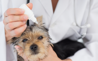 Guía práctica para aplicar pipetas en perros y gatos